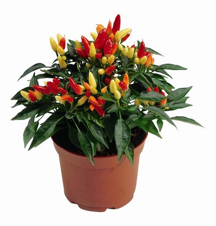 capsicum capsicum dans HondroFrost pour la polyarthrite